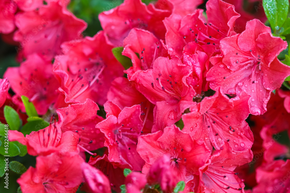 Blooming red azalea flowers with dew drops in spring garden. Gardening concept. Floral background Blooming red azalea flowers with dew drops in spring garden. Gardening concept. Floral background
