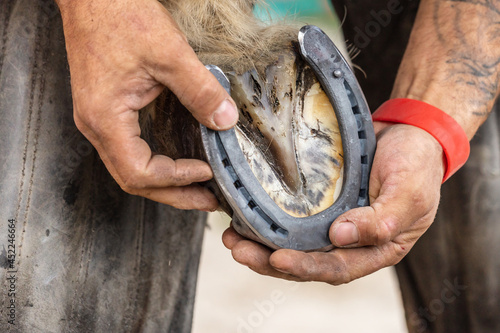 Foto A blacksmith at work: A farrier shoeing a horses hoof; horse shoeing proceeding