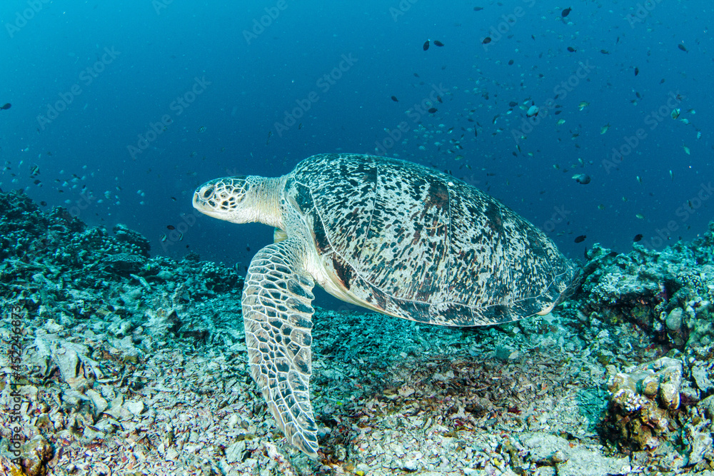 Obraz premium Giant green turtle swimming along cross coral reef in Gili Island Lombok.