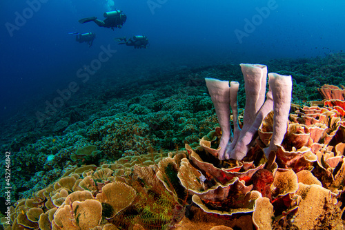Scuba divers explore steep coral reef wall with barrel sponge. Gili Islands, north Lombok.