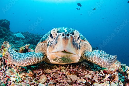 Green Sea Turtle close up over coral reef in blue sea Pacific Ocean Indonesia