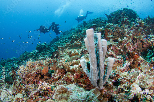 Scuba divers swim over Tube sponges on coral reef covered deep blue ocean. Gili Island, Indonesia