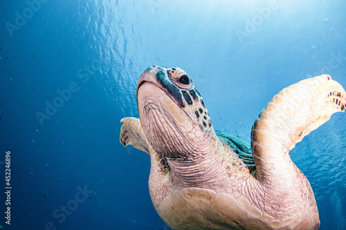 Green sea turtle swimming toward photographer through clear tropical water Gili Island Indonesia.