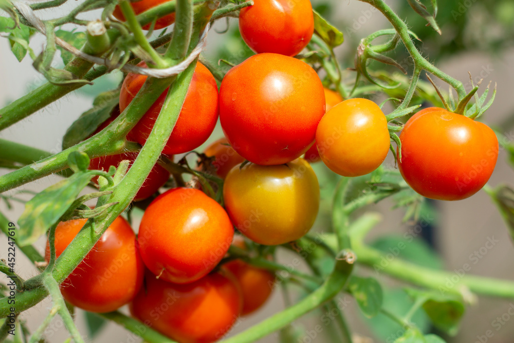 Ripe red tomatoes grow on a bush in a greenhouse.