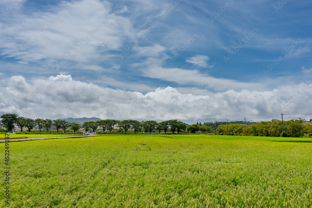 View of paddy field in Japan in summer time