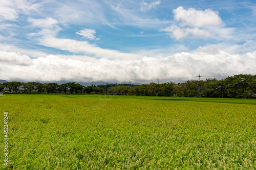 View of paddy field in Japan in summer time