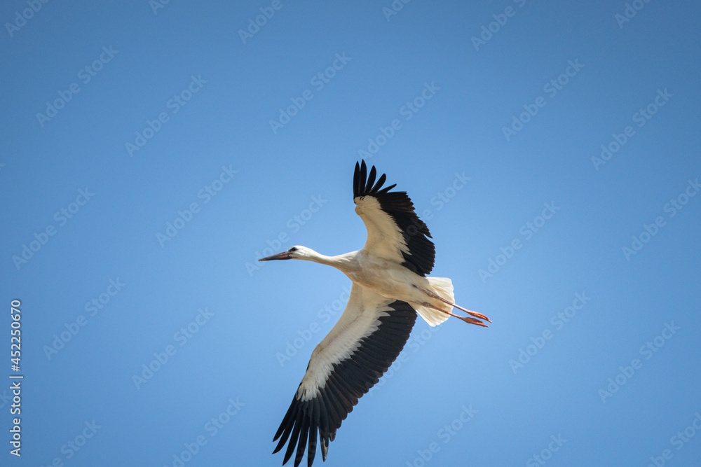 The stork flies beautifully high in the sky. The stork flies beautifully high in the sky.