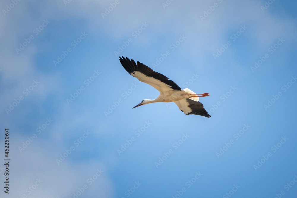 Fototapeta premium The stork flies beautifully high in the sky.