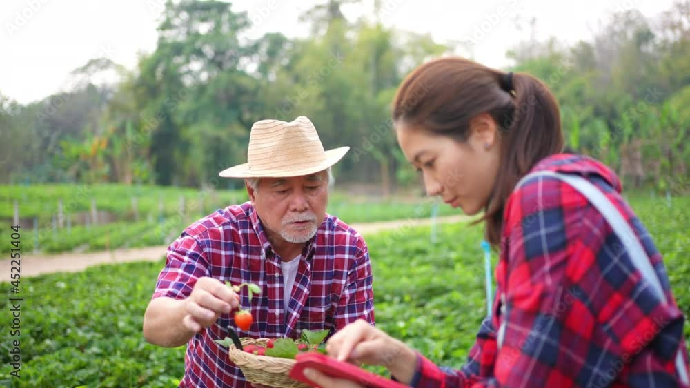 Asian woman and senior man farmer working strawberry farm together. Happy farm owner family using tablet inspect harvest ripe organic strawberry fruit. Agriculture business industry technology concept Asian woman and senior man farmer working strawberry farm together. Happy farm owner family using tablet inspect harvest ripe organic strawberry fruit. Agriculture business industry technology concept