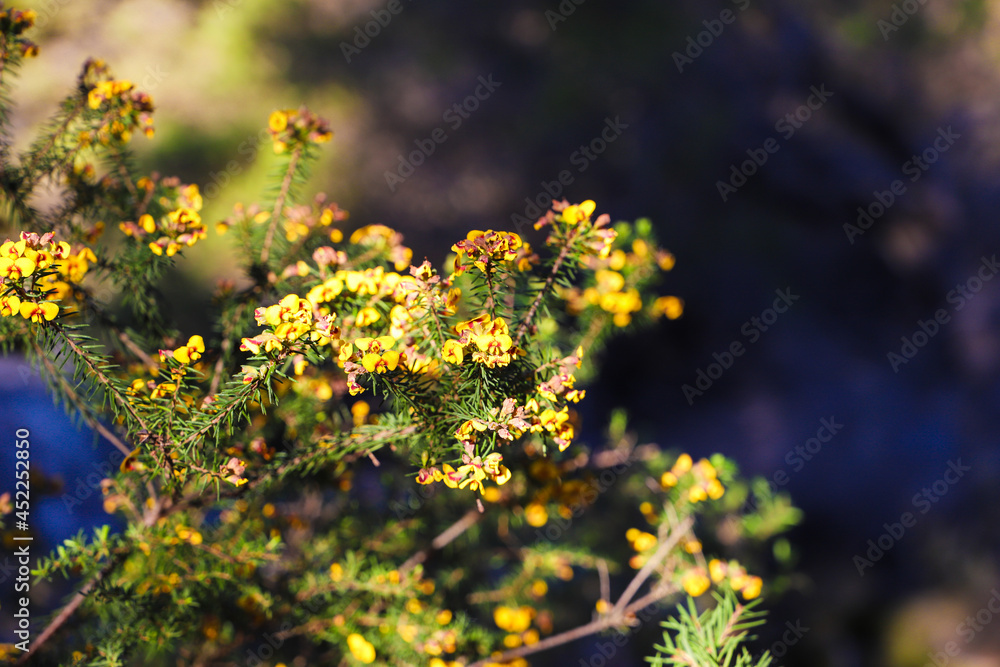 Close up of yellow native flower. Australian National Park Plants. No people, copy space Close up of yellow native flower. Australian National Park Plants. No people, copy space