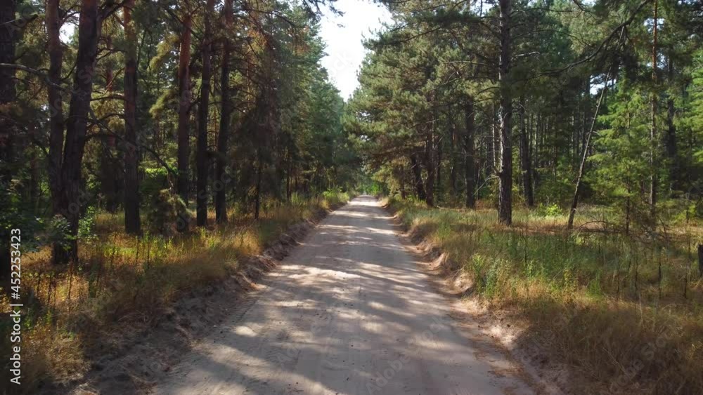 a road in a pine forest a road in a pine forest