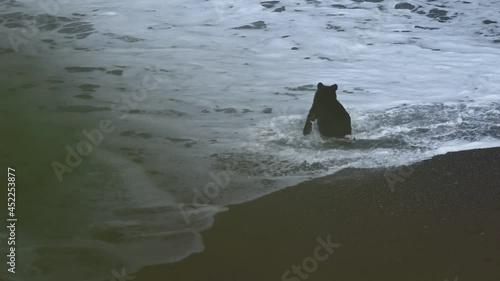 河口で必死で鮭を捕まえるヒグマ＠知床、北海道