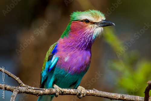 Portrait of Africa Lilac Breasted Roller at Grumeti,  in Tanzania photo