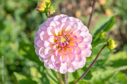 Light pink dahlia blossom.