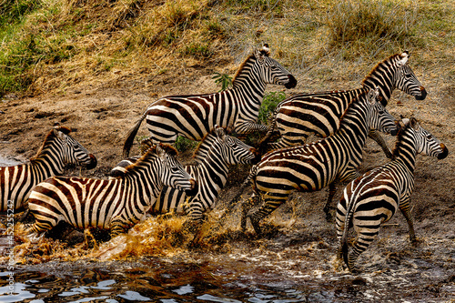 Zebra's stampeded at waterhole neat the Grumeti river in Tanzania