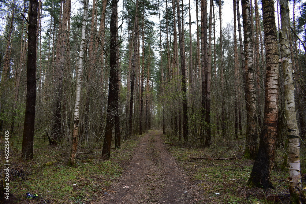 footpath in the woods footpath in the woods