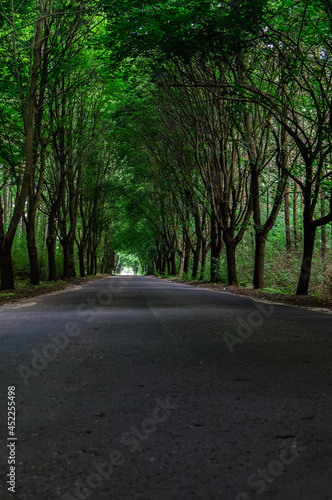 las przy drodze  © artur