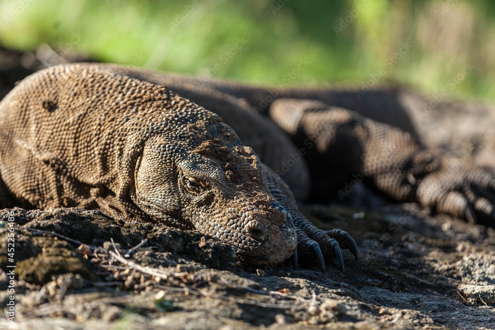 Obraz premium Close-up of Komodo dragon in its natural habitat in Komodo Island