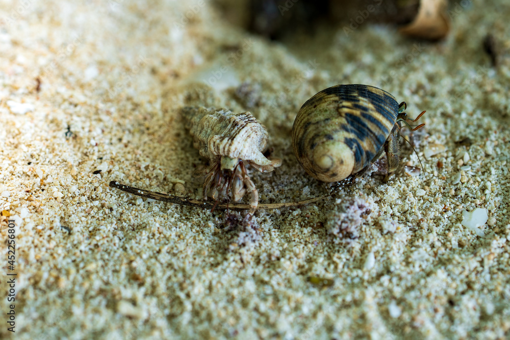 Hermit crab