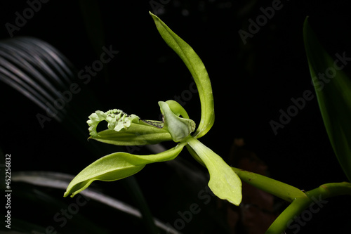 Flower of the black orchid (Coelogyne pandurata), Sabah, Borneo