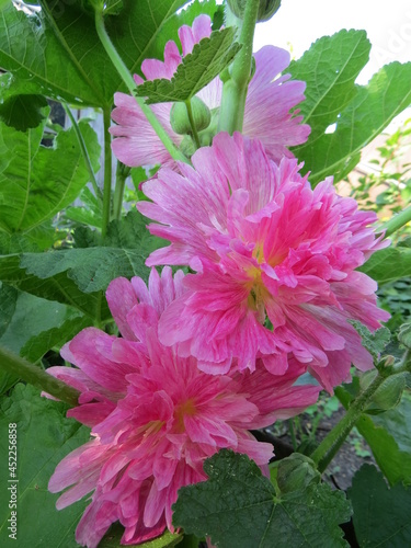 Wallpaper Mural flower Torontodigital.ca