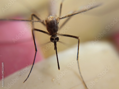 Macro shot of mosquito and picture refers to insert  © Dream collection