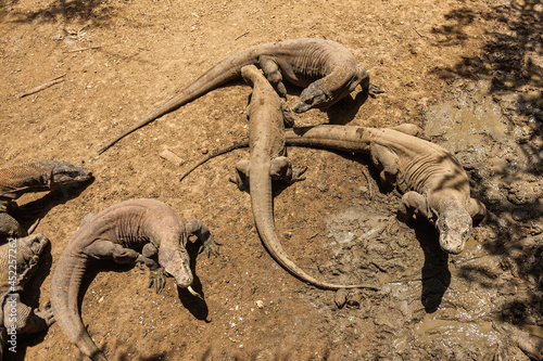 Komodo dragons walking on the mud