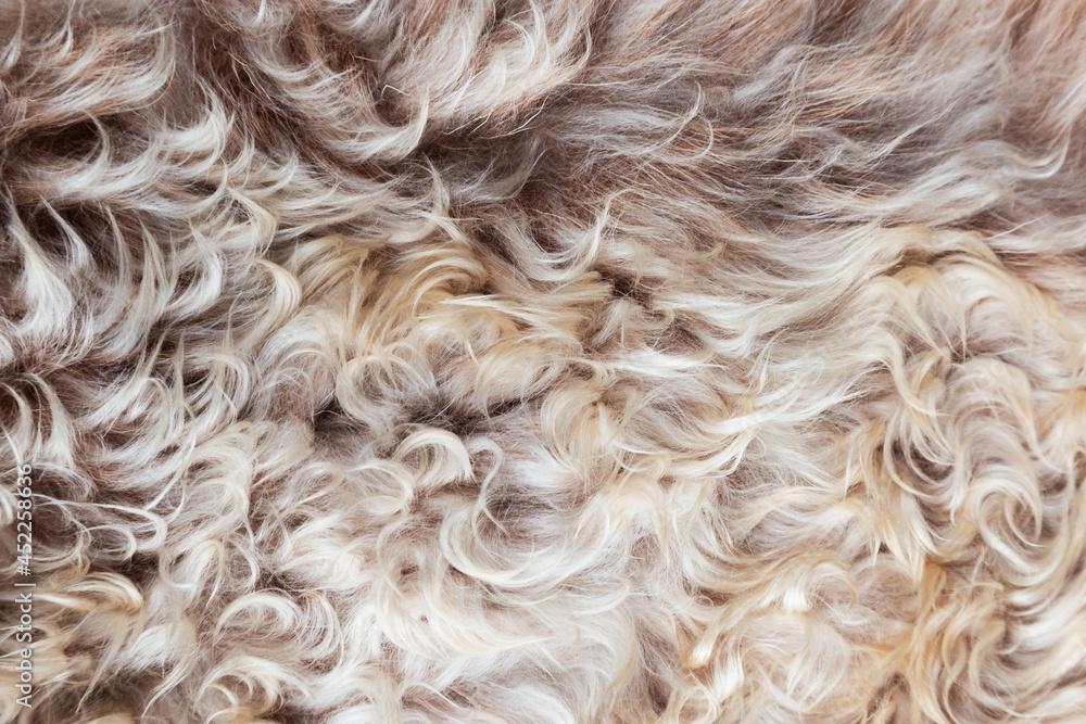 Texture of fur, macro colored sheep hair background, natural fluffy wool, furry surface Texture of fur, macro colored sheep hair background, natural fluffy wool, furry surface