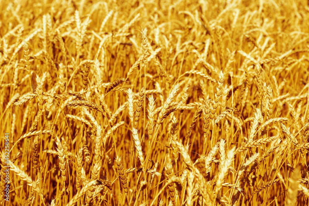 Ears of ripe wheat against blue sky. Wheat field, farmland, nature, environment. Ears of ripe wheat against blue sky. Wheat field, farmland, nature, environment.