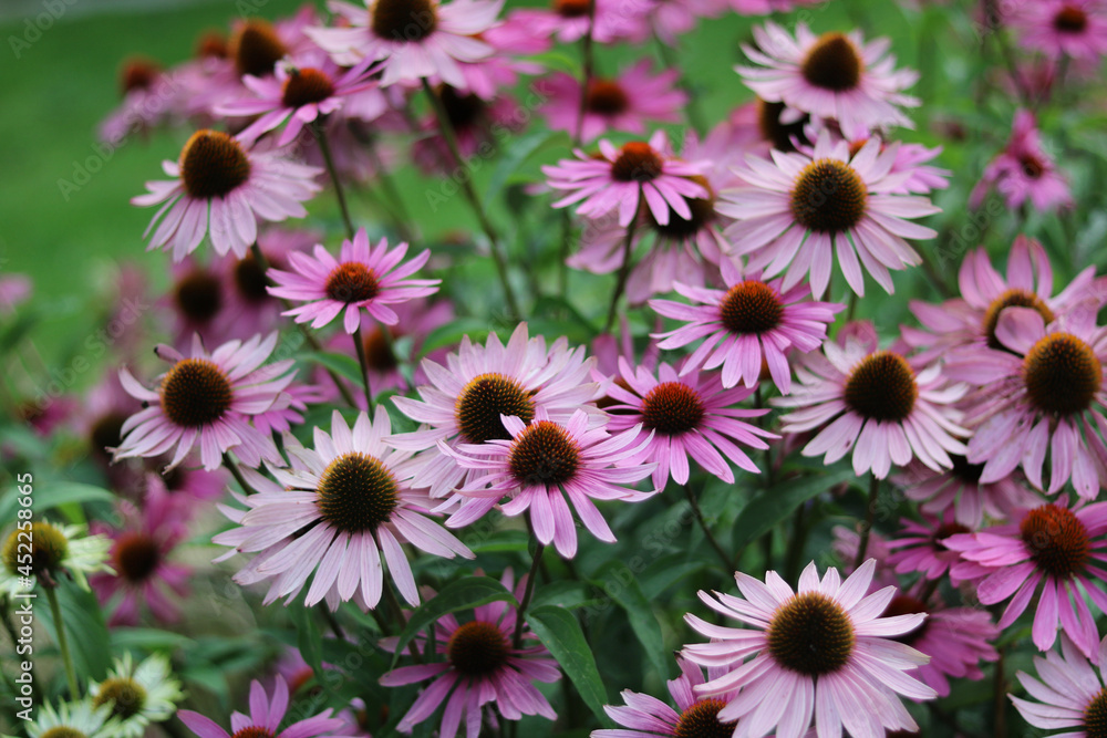 Full frame image of echinacea or cone flowers in garden setting Full frame image of echinacea or cone flowers in garden setting