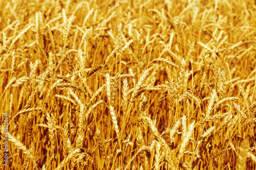 Ears of ripe wheat against blue sky. Wheat field  farmland  nature  environment.