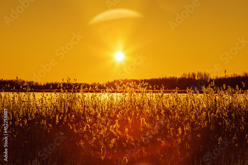 Beautiful winter sun with glares on orange sky. Nature background with snowy lake, wild pampas grass with sun.
