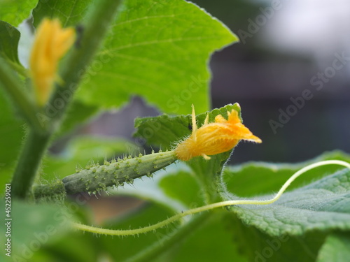 地這いキュウリの雌花 photo