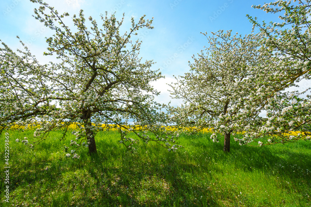 Obraz premium Apfelblüte