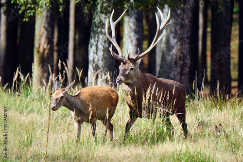 Fototapeta Naklejka Na Ścianę i Meble -  Rotwild ( Cervus elaphus ).