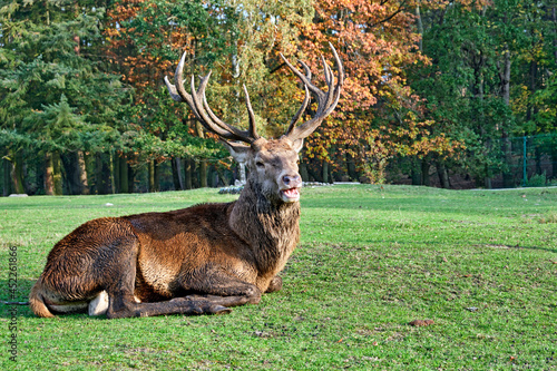 Fototapeta Naklejka Na Ścianę i Meble -  Rothirsch ( Cervus elaphus ).