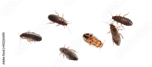 Group of brown cockroaches on white background, banner design. Pest control