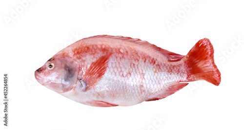 Red pink nile tilapia or niloticus-mossambicus isolated on white background , clipping path