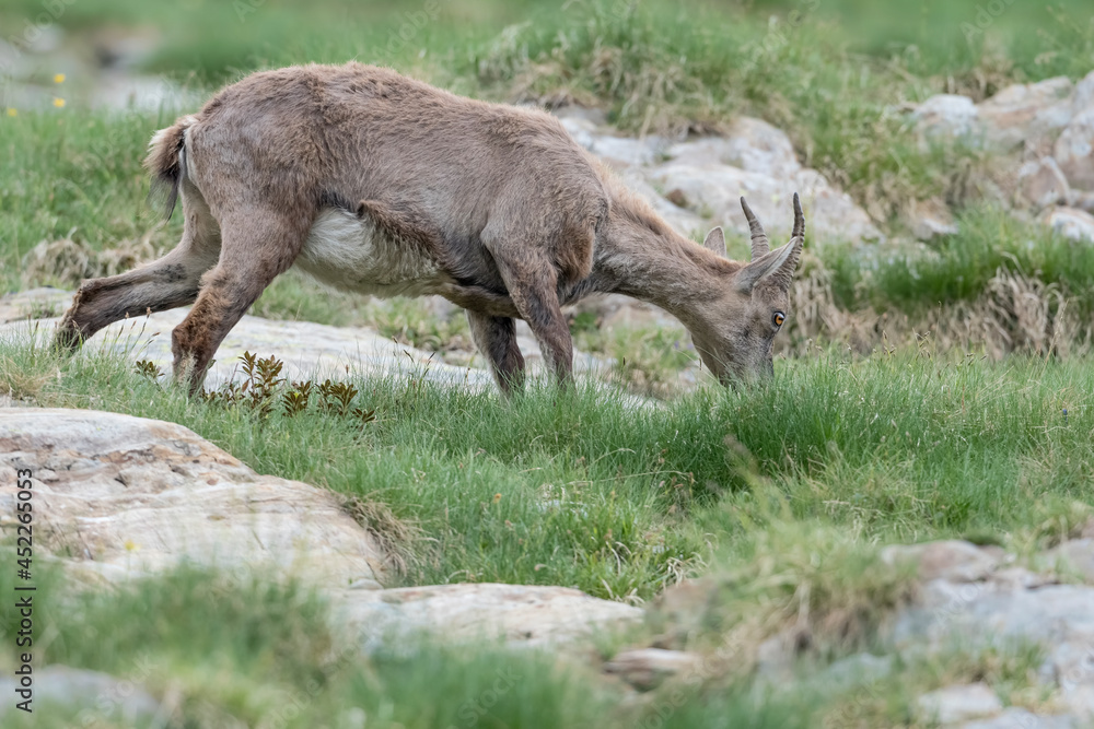 Alpine ibex female at grazing (Capra ibex)