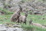 Mating between ibexes (Capra ibex)