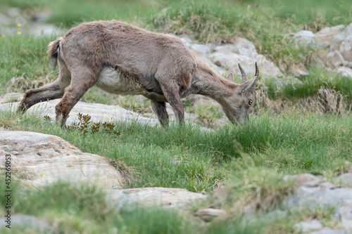 Alpine ibex female at grazing  Capra ibex 