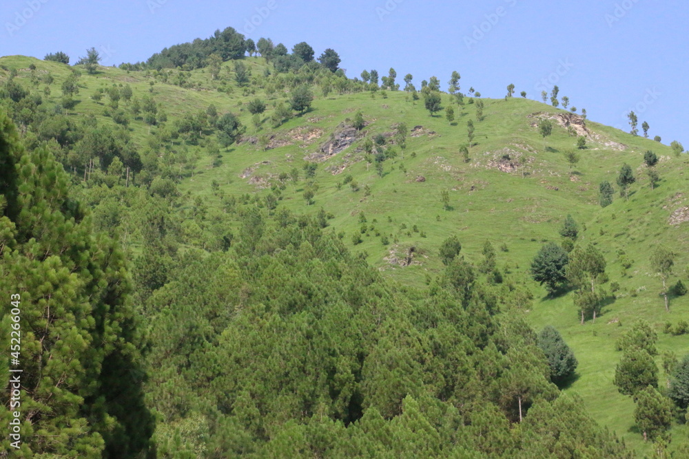 Fototapeta premium A beautiful Mountain Cover with Lush tree