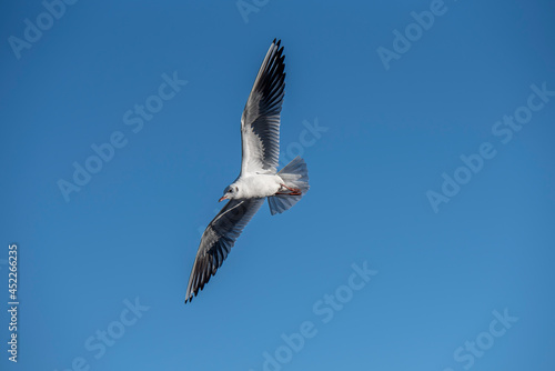 Möwe im Flug am Thunersee