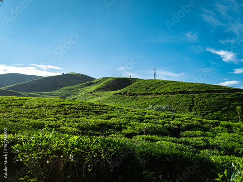 the view of the tea garden on the mountain in the morning