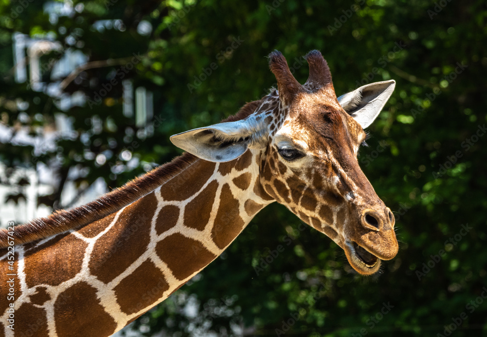 Naklejka premium The giraffe, Giraffa camelopardalis is an African mammal