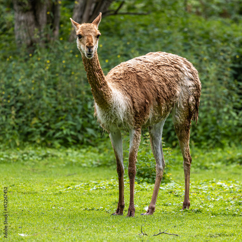 Vicunas, Vicugna Vicugna, relatives of the llama in a German park