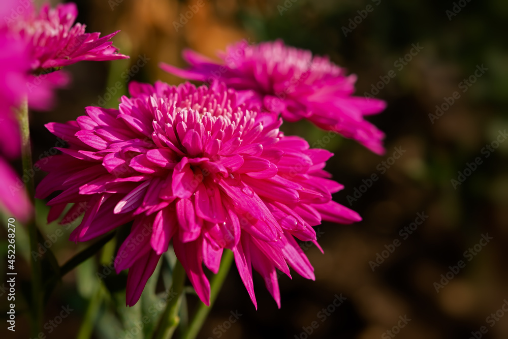 Obraz premium Magenta chrysanthemum close-up on a blurry background. Colorful pink autumn flowers grow in the garden. Blooming autumn background top view. Dark pink purple chrysanthemums bloom macro copy space