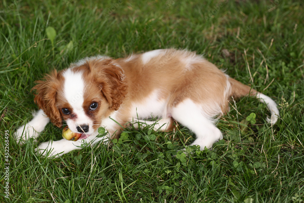 cavalier king charles spaniel dog outdoor closeup photo on green grass background