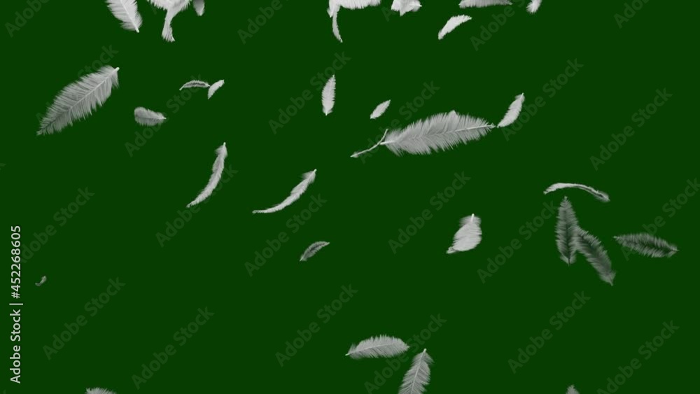 Group of white bird feathers falling down over Green Screen background. Easy style, can be used in flyers, banners, web. Light cute feathers design. 3D Rendering Group of white bird feathers falling down over Green Screen background. Easy style, can be used in flyers, banners, web. Light cute feathers design. 3D Rendering