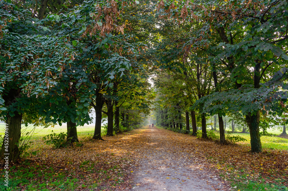 Naklejka premium path in the park